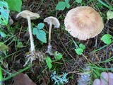 Gymnopus peronatus image