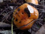 Hygrophorus subsalmonius image
