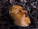 Hygrophorus subsalmonius image