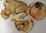 Lactarius controversus image