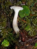 Ampulloclitocybe clavipes image