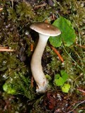 Ampulloclitocybe clavipes image