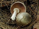 Agaricus moelleri image