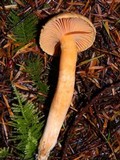 Chroogomphus tomentosus image