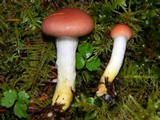 Gomphidius subroseus image