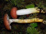 Gomphidius subroseus image
