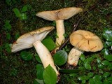 Russula fragrantissima image