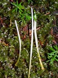 Clavaria acuta image
