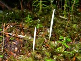 Clavaria acuta image