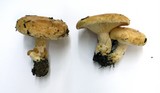 Lactarius subvillosus image