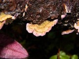 Trichaptum abietinum image