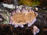 Trichaptum abietinum image