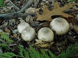 Agaricus moelleri image