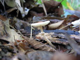 Lepiota cristata image