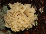 Sparassis crispa image