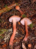 Laccaria bicolor image
