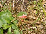 Monographella nivalis var. nivalis image
