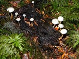 Collybia tuberosa image