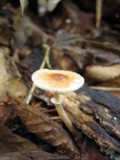 Lepiota cristata image