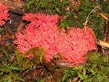 Ramaria araiospora image