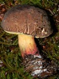 Boletus chrysenteron image