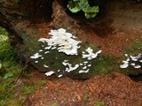 Pleurocybella porrigens image