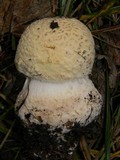 Amanita muscaria var. flavivolvata image