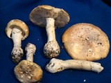 Amanita aprica image