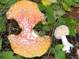 Amanita muscaria var. flavivolvata image