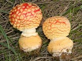 Amanita muscaria var. flavivolvata image