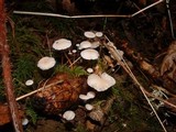 Strobilurus trullisatus image