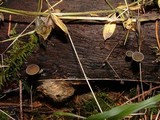 Simocybe centunculus var. centunculus image
