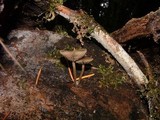 Simocybe centunculus var. centunculus image