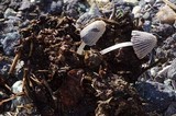 Coprinus patouillardii image