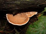 Daedalea quercina image