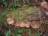 Daedalea quercina image