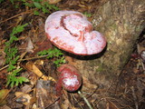 Ganoderma curtisii image