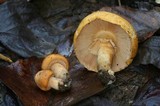 Phaeolepiota aurea image