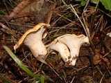 Cantharellus formosus image