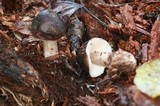 Pluteus primus image