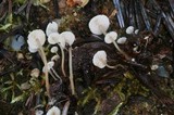 Collybia tuberosa image
