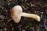 Agaricus diminutivus image