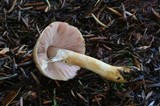 Agaricus diminutivus image