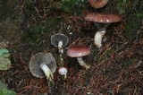 Gomphidius subroseus image