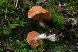 Cortinarius triformis image