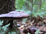 Ganoderma curtisii image