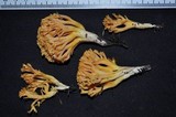 Ramaria flava image
