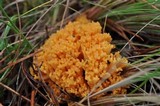 Ramaria flava image