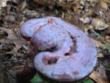 Ganoderma curtisii image