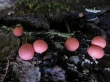 Lycogala epidendrum image